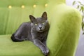 Cute gray cat laying stretched out, relaxing on the sofa. Portrait of elegant Russian Blue Cat.