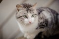 Cute gray and white cat with the light green eyes sitting on the wooden board and looking away Royalty Free Stock Photo