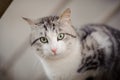 Cute gray and white cat with the light green eyes sitting on the wooden board and looking at camera Royalty Free Stock Photo