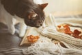 A cute gray cat looks at an open book, dry maple leaves and a white wool scarf. Home comfort. Autumn Royalty Free Stock Photo