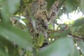 cute gray cat playing on the tree