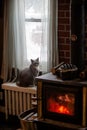 Cute gray cat sitting next to a fireplace wood stove Royalty Free Stock Photo