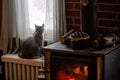 Cute gray cat sitting next to a fireplace wood stove and looking out of a window Royalty Free Stock Photo