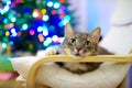 Cute gray cat sleeping in a chair on Christmas day. Spending time with family and pets on Christmas