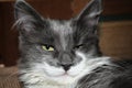 Cute gray cat with a white beard is looking with squinty eyes Royalty Free Stock Photo