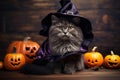 Cute gray cat in wizard costume on Halloween, little pet on wood background