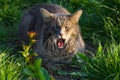 Cute gray cat yawns. Cat yawns. Young cat sits in the green grass