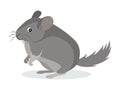 Cute gray chinchilla icon, fluffy pet, domestic animal, rodent, vector illustration Royalty Free Stock Photo