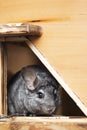 Cute gray chinchilla sits on the windowsill of his cage with a branch in his paws, elite pets,rodent feeding