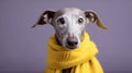 cute gray dog breed whippet in a yellow knitted scarf on a lilac background portrait generative AI Royalty Free Stock Photo