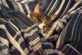 Cute gray domestic cat sleeps in bed under the covers