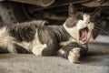 Cute Gray Domestic Cat yawns Royalty Free Stock Photo