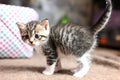 cute gray domestic Ocicat cat at home