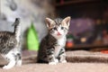 cute gray domestic Ocicat cat at home