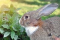 Cute gray domestic rabbit eats grass in the park Royalty Free Stock Photo