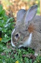 Cute gray domestic rabbit eats grass in the park Royalty Free Stock Photo