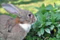 Cute gray domestic rabbit eats grass in the park Royalty Free Stock Photo