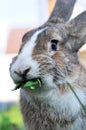 Cute gray domestic rabbit eats grass in the park Royalty Free Stock Photo