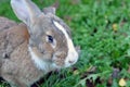 Cute gray domestic rabbit eats grass in the park Royalty Free Stock Photo