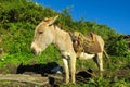 Cute gray donkey with saddle Royalty Free Stock Photo