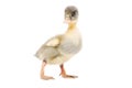 Cute gray duckling Royalty Free Stock Photo