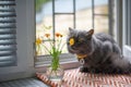 Cute gray fluffy cat in a yellow collar lies on a mat on the windowsill. He sniffs the wild yellow flowers in the vase Royalty Free Stock Photo