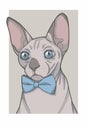 Hairless Sphynx cat with blue bowtie portrait vector graphic illustration Royalty Free Stock Photo