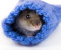 Cute gray hamster hiding in sock