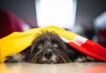 Cute gray Havanese dog laying with blurred background