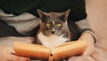 A cute gray house cat lies with its owner on a soft bed while reading an old interesting book. Rest and spending time together Royalty Free Stock Photo