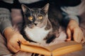 A cute gray house cat with yellow eyes is lying on the bed with the owner reading an interesting book. Spending leisure time Royalty Free Stock Photo