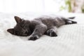 Cute gray inquisitive kitten lies on the bed in the bedroom and rests. A small kitten looks into the camera. cute pets Royalty Free Stock Photo