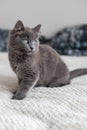 Cute gray inquisitive kitten sits on the bed in the bedroom. cute pets Royalty Free Stock Photo