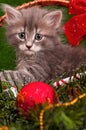 Cute gray kitten Royalty Free Stock Photo