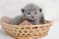 Cute gray kitten in a basket Royalty Free Stock Photo