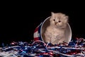 Cute gray kitten and Fourth of July decorations