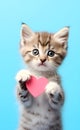 A cute gray kitten holds a heart in its paws