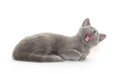 Cute gray kitten Royalty Free Stock Photo