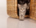 Cute gray kitten in picnic basket