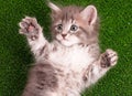Cute gray kitten Royalty Free Stock Photo