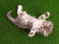 Cute gray kitten Royalty Free Stock Photo