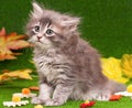 Cute gray kitten Royalty Free Stock Photo