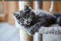 Cute Gray Kitten Playing with Cat Tree Royalty Free Stock Photo