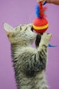 Cute gray kitten playing with a toy. Royalty Free Stock Photo