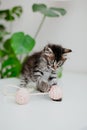 Cute gray kitten is playing with a toy. Royalty Free Stock Photo