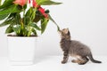 Cute gray kitten plays with the branches of an flower Anthurium on a white background. Royalty Free Stock Photo