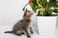 Cute gray kitten plays with the branches of an flower Anthurium on a white background. Royalty Free Stock Photo