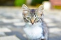 Cute gray kitten portrait outdoor close-up. little homeless cat Royalty Free Stock Photo