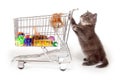 Cute gray kitten pushing shopping cart