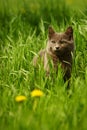 Cute gray kitten rest in the fresh green grass in spring day Royalty Free Stock Photo